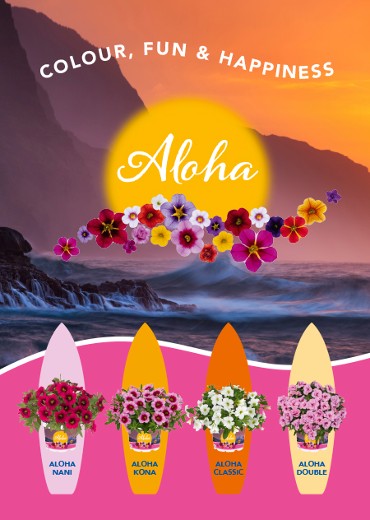 Ressentez les alyzés du Pacifique Sud avec nos de calibrachoas Aloha!