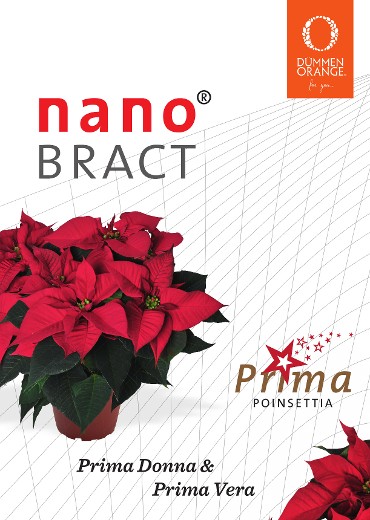 Las variedades de Nano Bracteas son más fáciles de transportar y resisten muy bien en los puntos de venta.